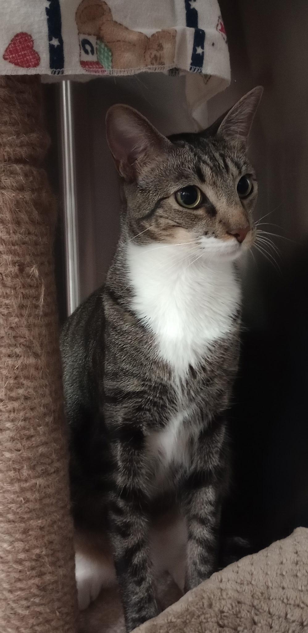 Clutch, a Adoptable Domestic Short Hair in Duluth, GA image 4/10