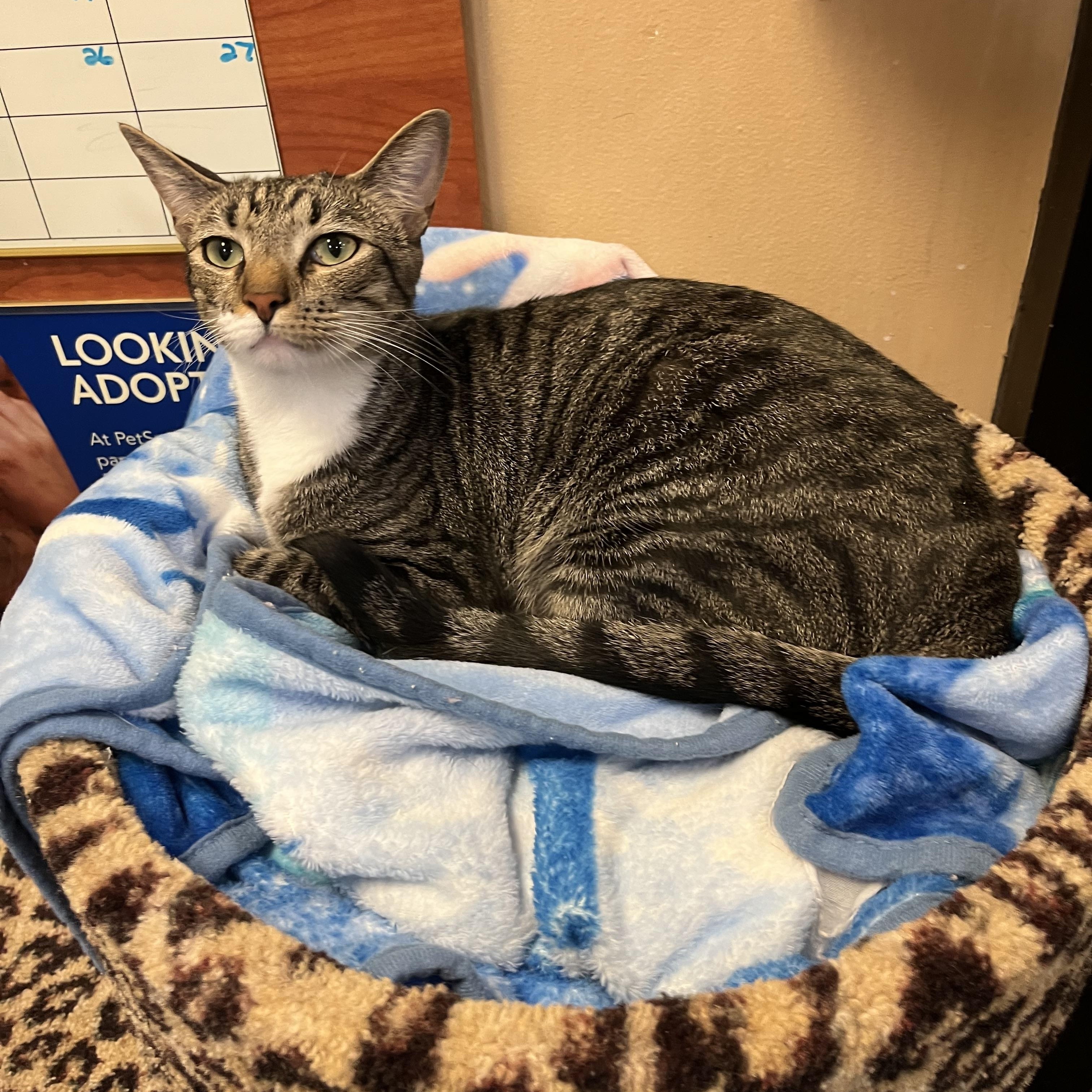 Enlarge Clutch, a Adoptable Domestic Short Hair in Duluth, GA image 10/10