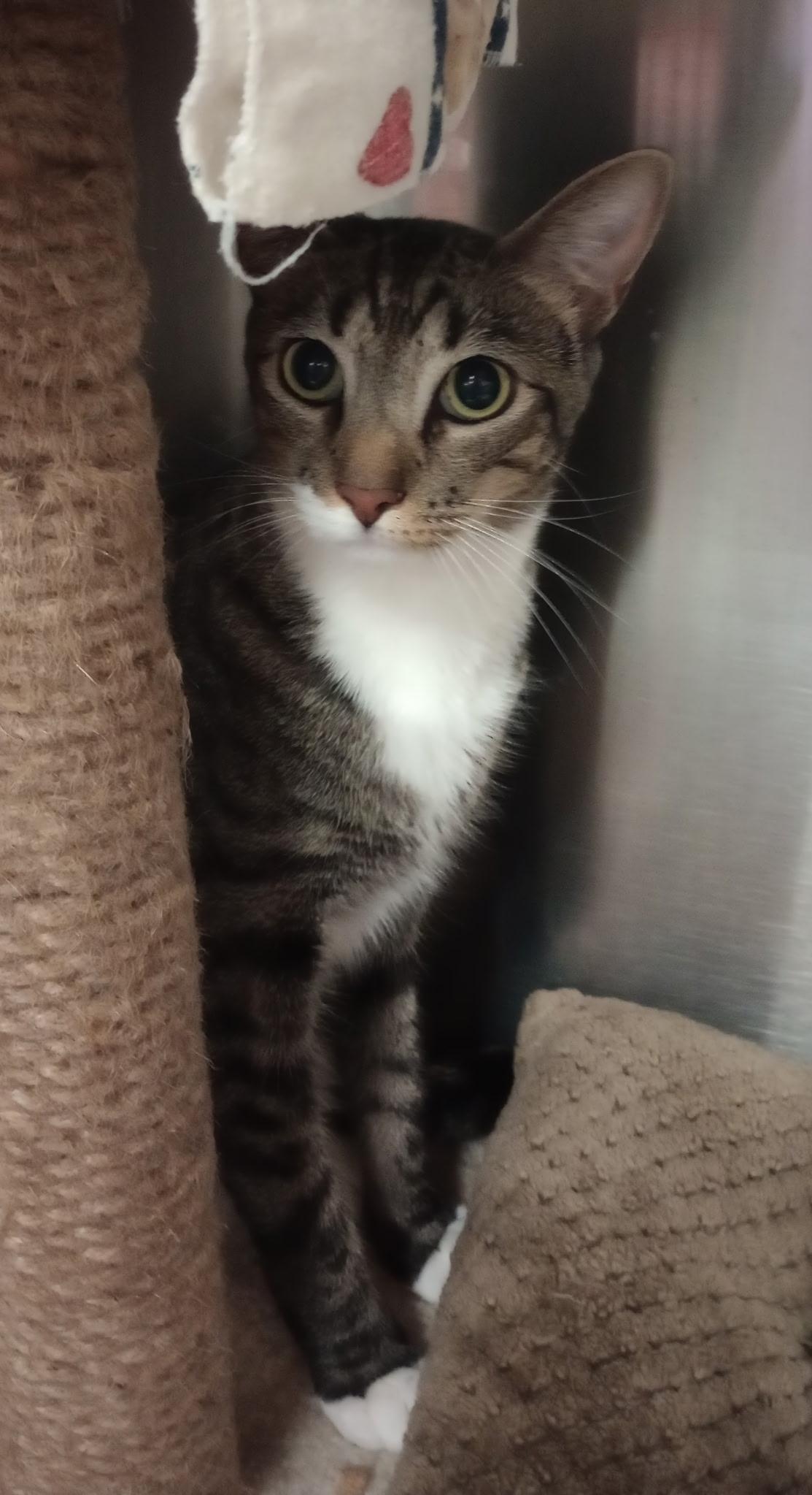 Enlarge Clutch, a Adoptable Domestic Short Hair in Duluth, GA image 7/10