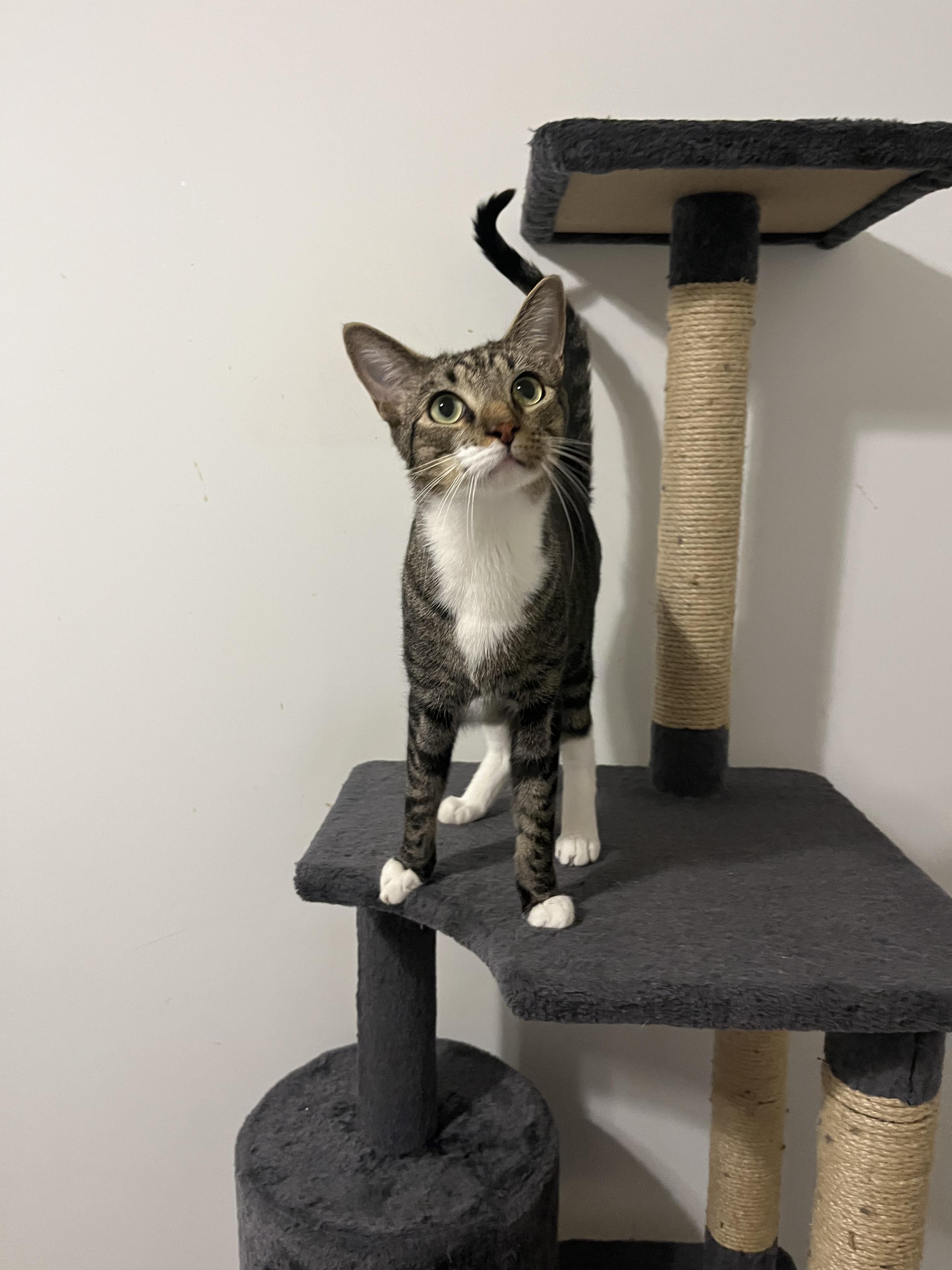 Clutch, a Adoptable Domestic Short Hair in Duluth, GA image 5/10