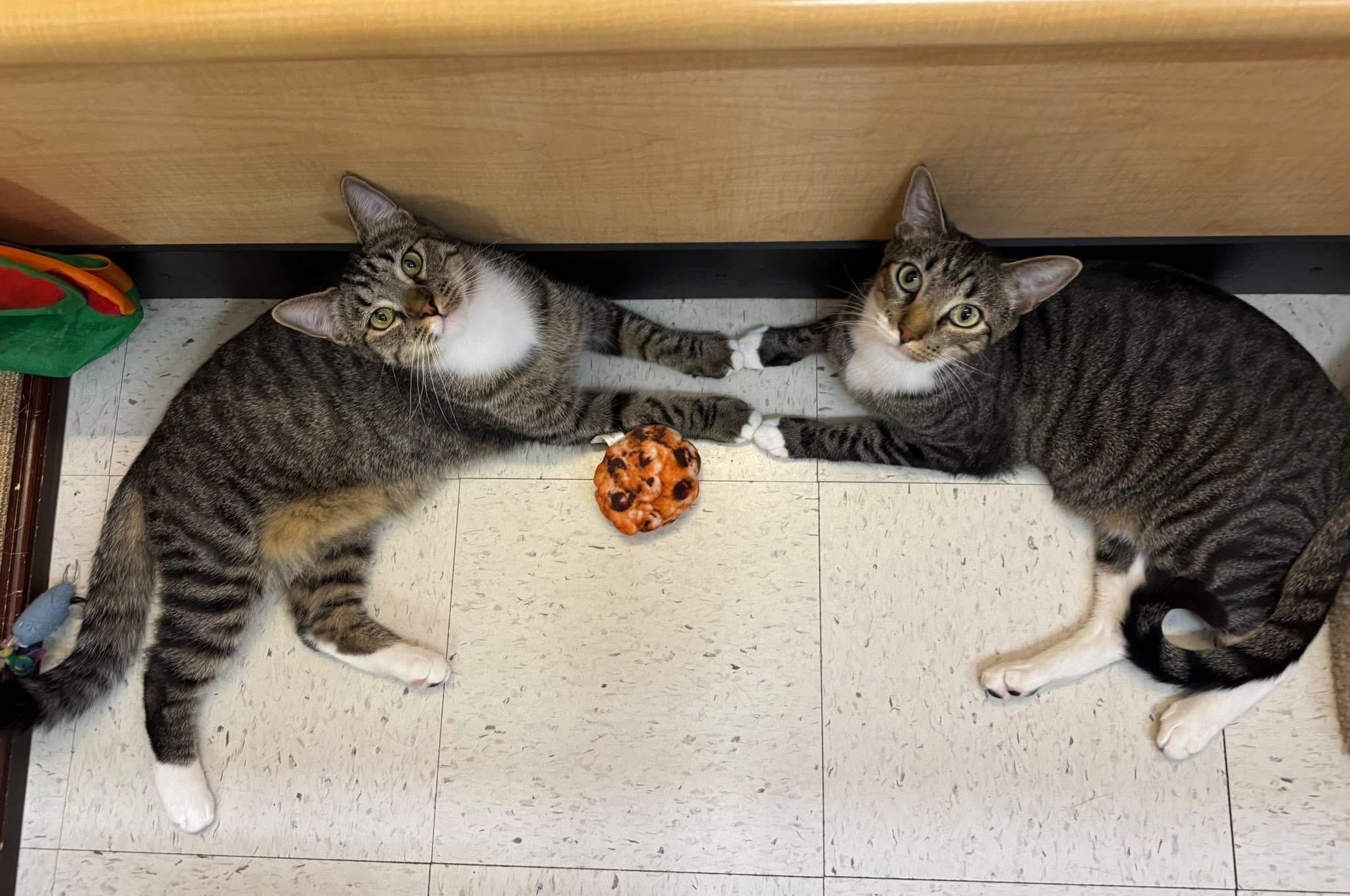 Enlarge Clutch, a Adoptable Domestic Short Hair in Duluth, GA image 8/10