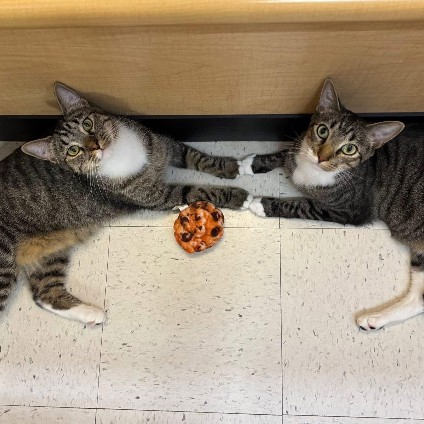 Enlarge Clutch, a Adoptable Domestic Short Hair in Duluth, GA image 8/10