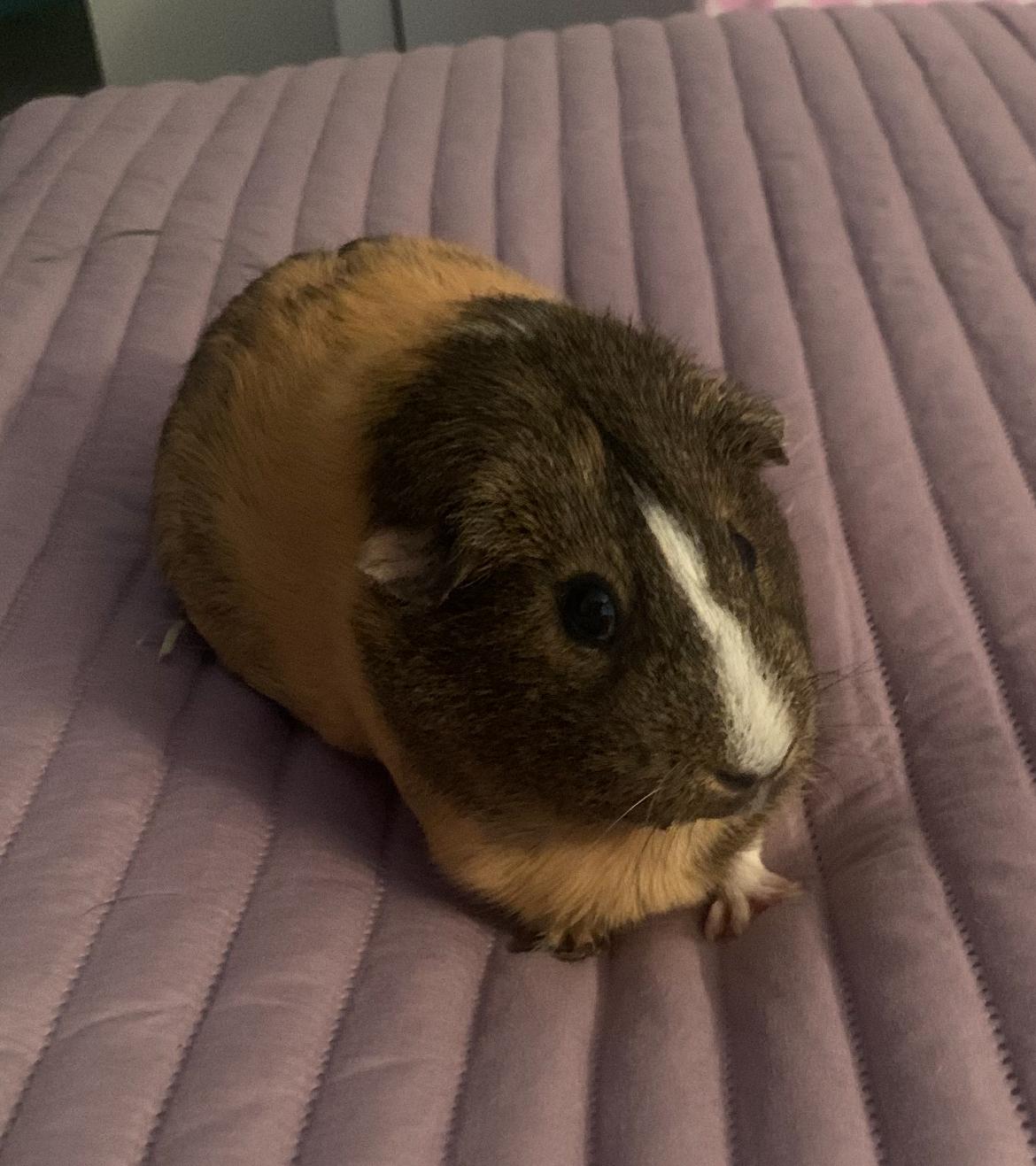 Noel