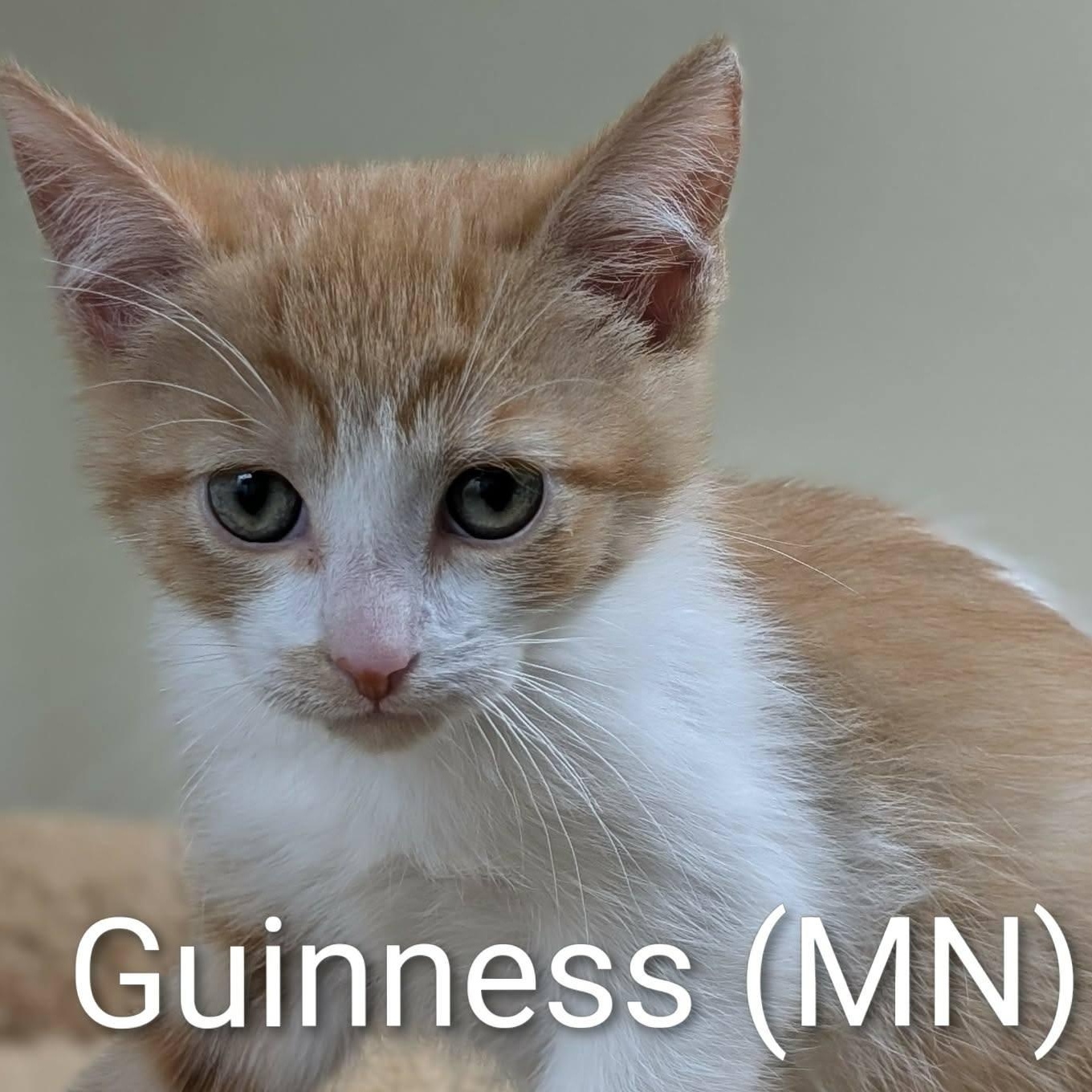 Guinness, adopted, Kitten Male Domestic Short Hair.