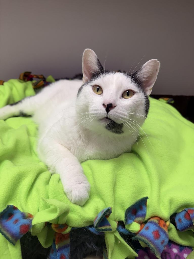 Fred, a Adoptable mixed breed in Saint Paul, MN image 1/4