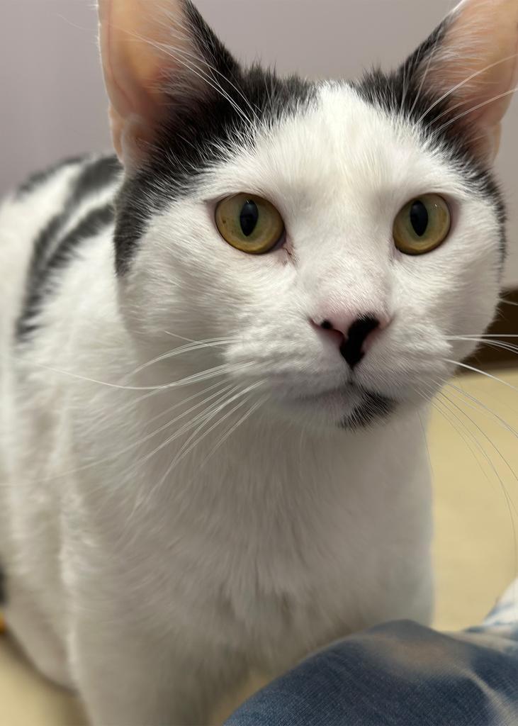 Fred, Adoptable, Adult Male Domestic Short Hair.