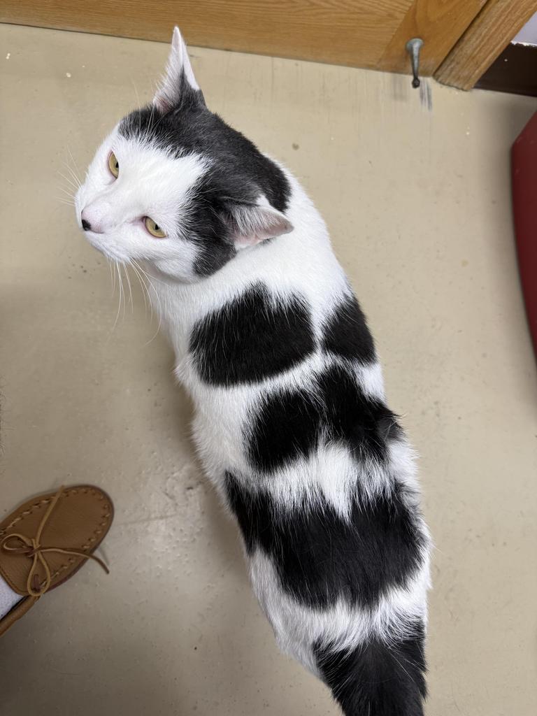 Enlarge Fred, a Adoptable mixed breed in Saint Paul, MN image 2/4