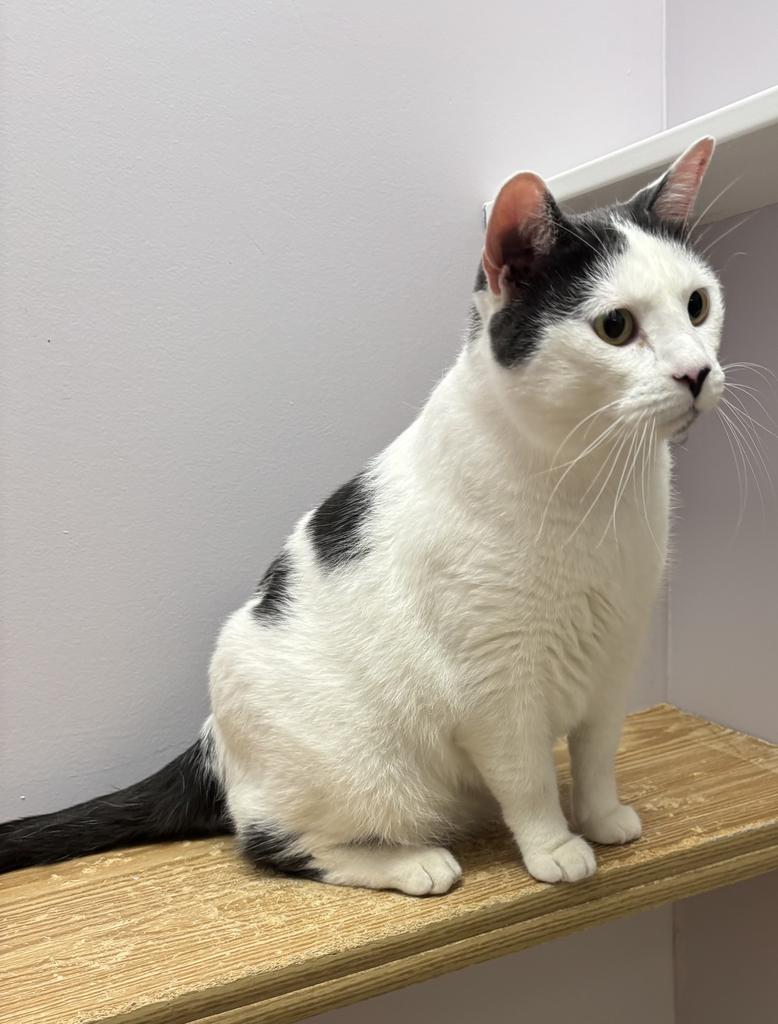 Enlarge Fred, a Adoptable mixed breed in Saint Paul, MN image 3/4