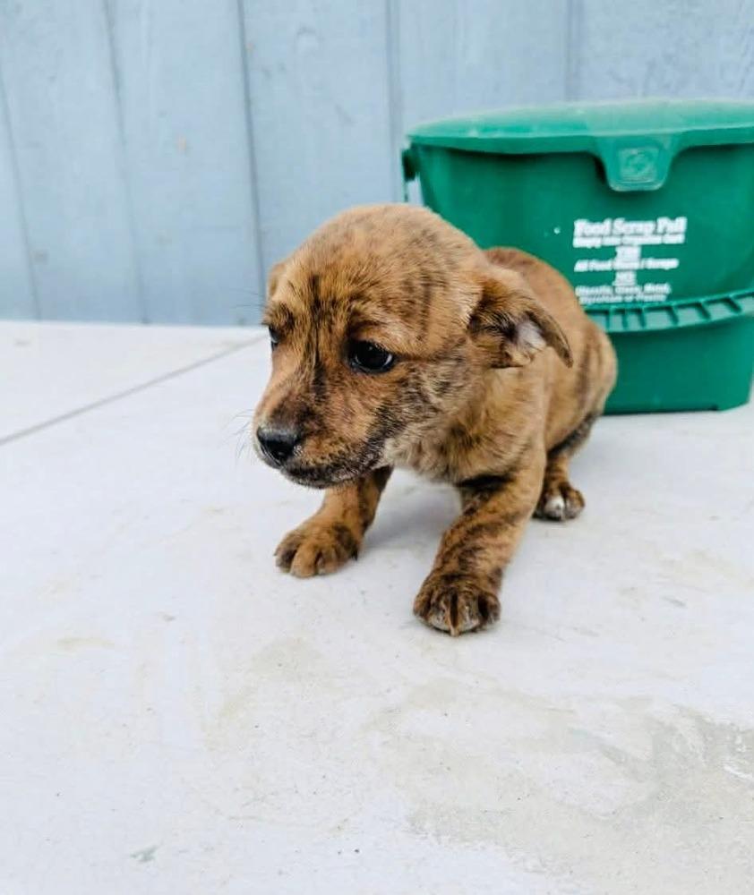 Enlarge Brindle litter, a Adoptable mixed breed in Bend, OR image 1/3