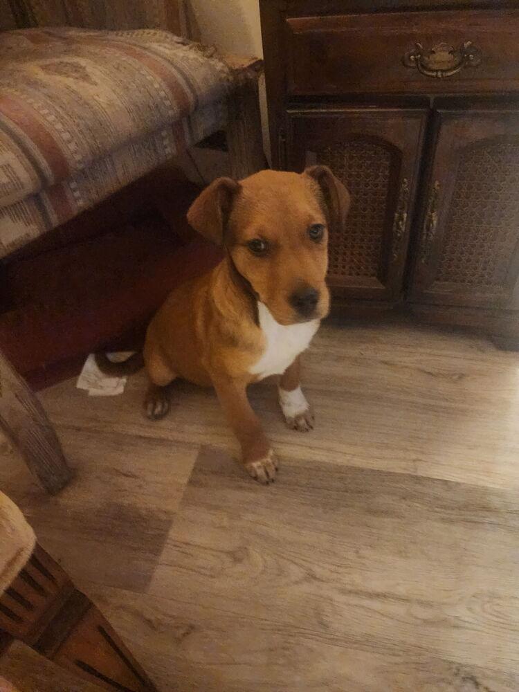 Cinnamon, Adoptable, Puppy Male Dachshund & Terrier.