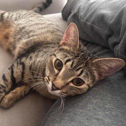 Clamshell, Adoptable, Young Female Domestic Short Hair.