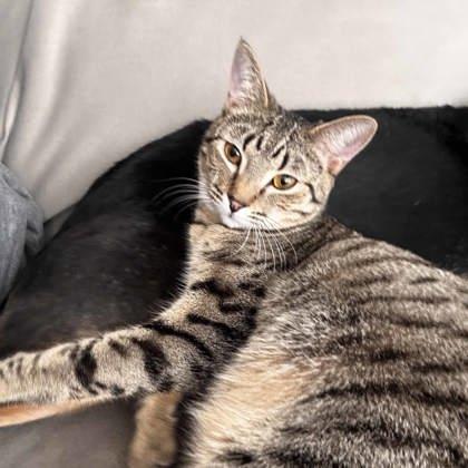 Clamshell, Adoptable, Young Female Domestic Short Hair.