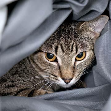 Clamshell, a Adoptable mixed breed in Atlanta, GA image 3/3