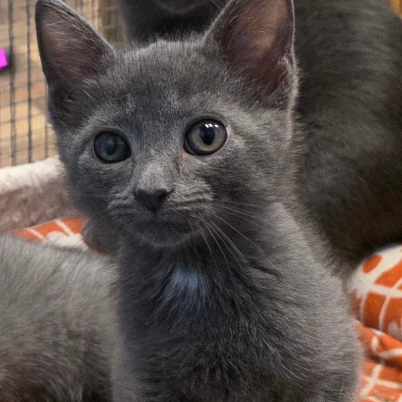 Tripper, Adoptable, Kitten Male Domestic Short Hair.