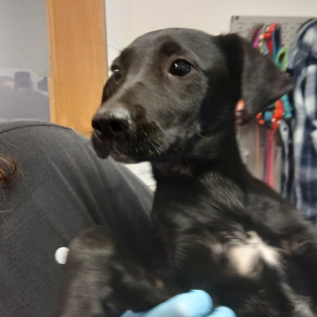 Enlarge Eve, a Adoptable Mixed Breed in Charleston, WV image 1/1