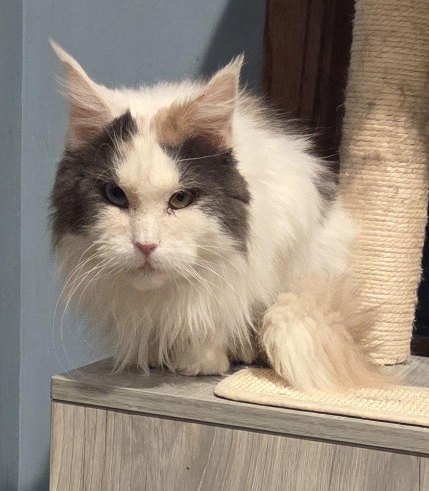 Enlarge Tippi, a Adopted mixed breed in Forest Lake, MN image 1/2