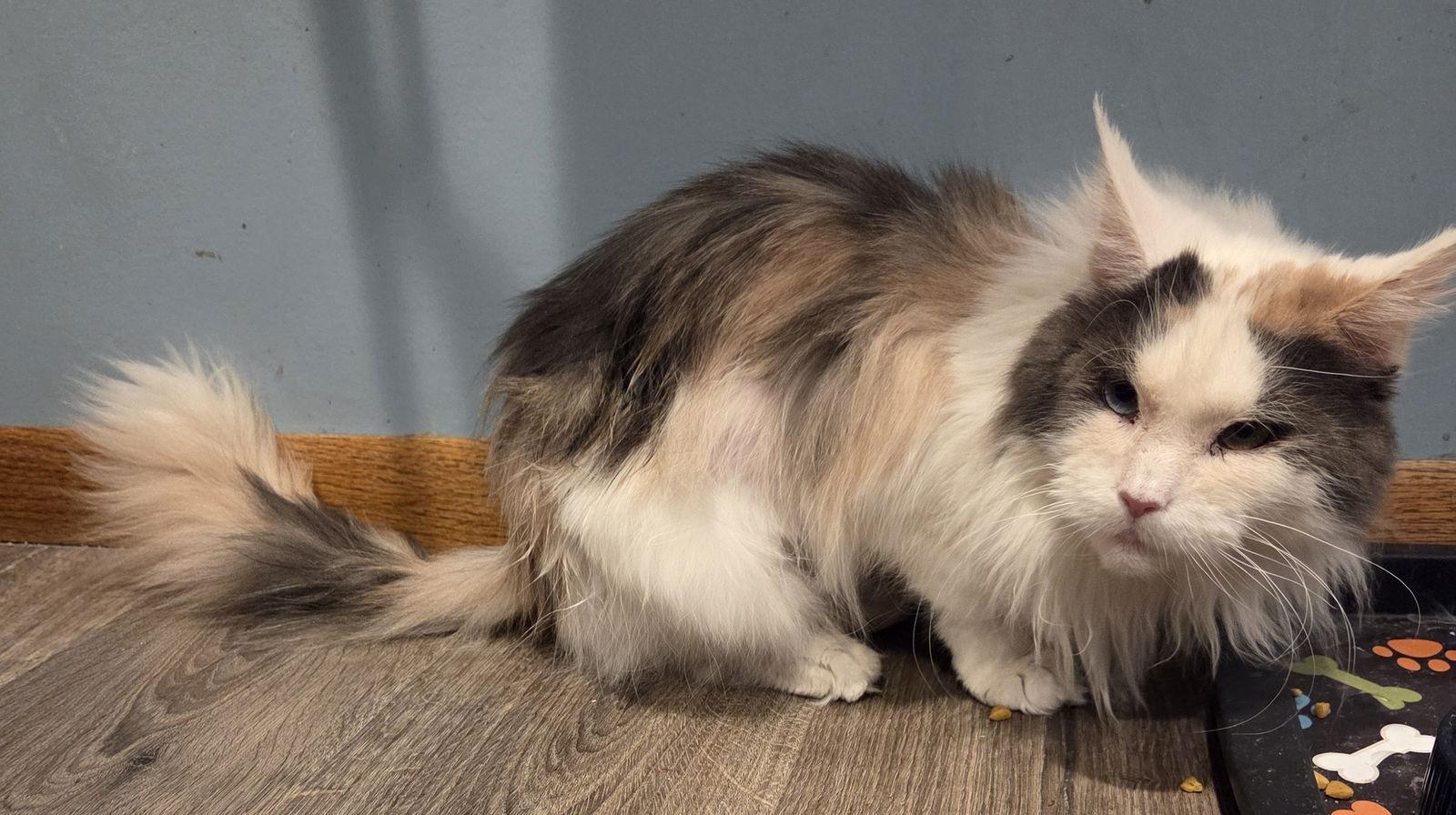 Enlarge Tippi, a Adopted mixed breed in Forest Lake, MN image 2/2