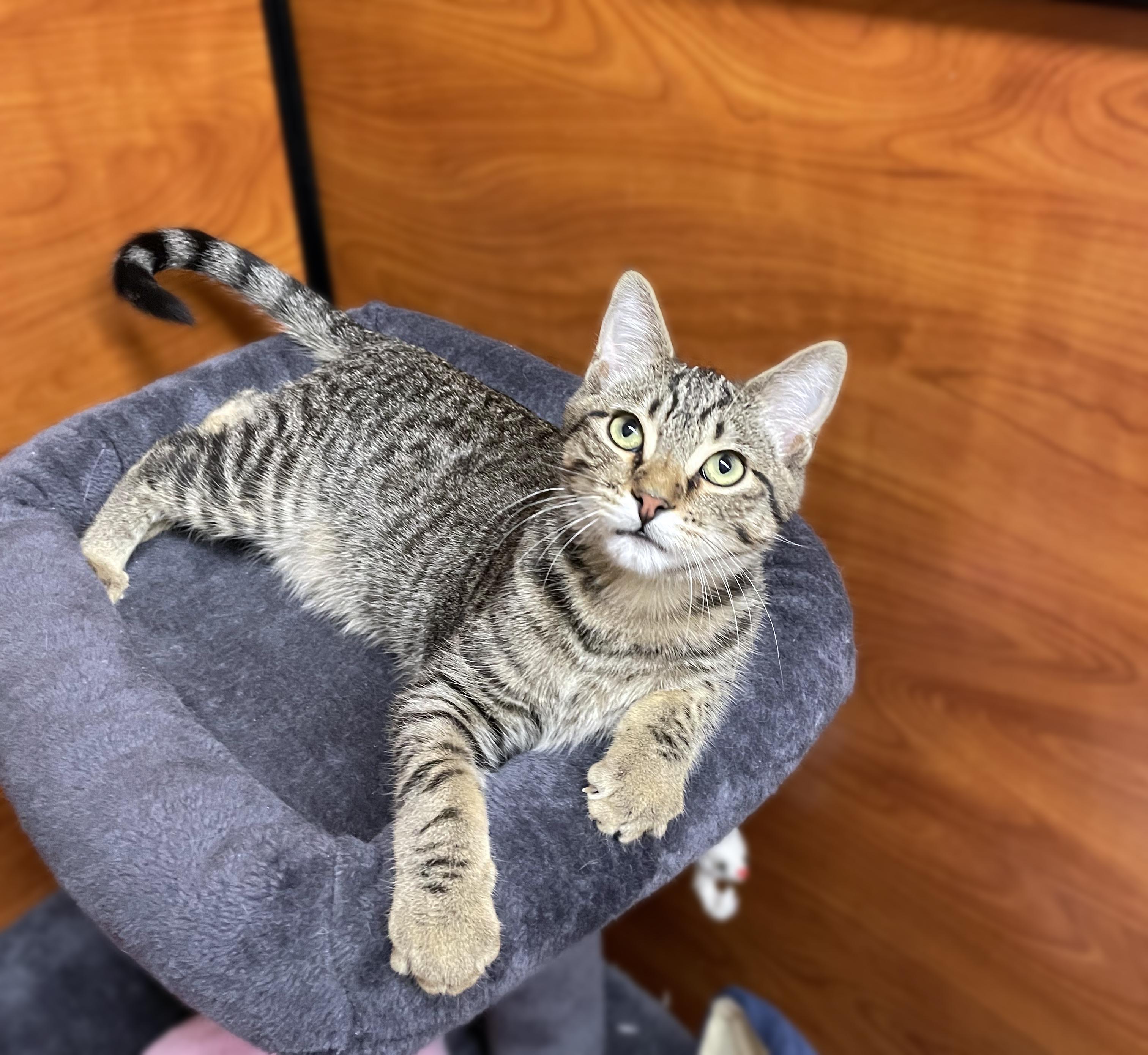 Pecan, Adoptable, Young Male Domestic Short Hair.