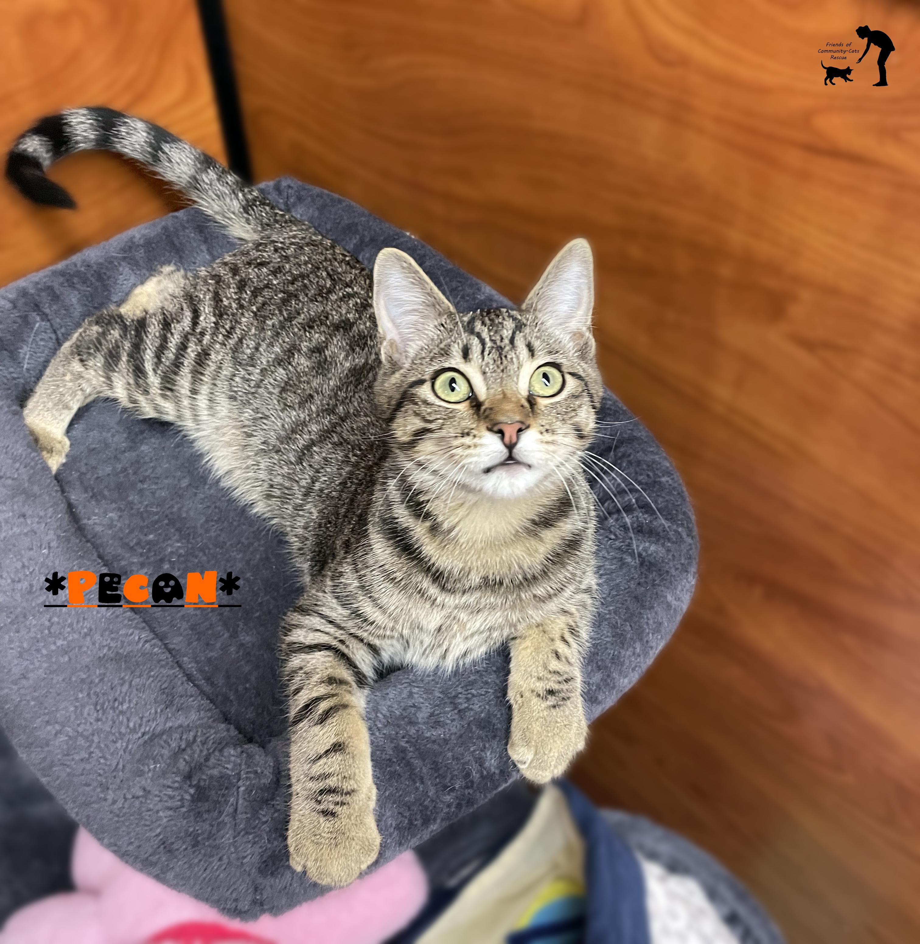 Pecan, a Adoptable Domestic Short Hair in Centerville, UT image 2/5