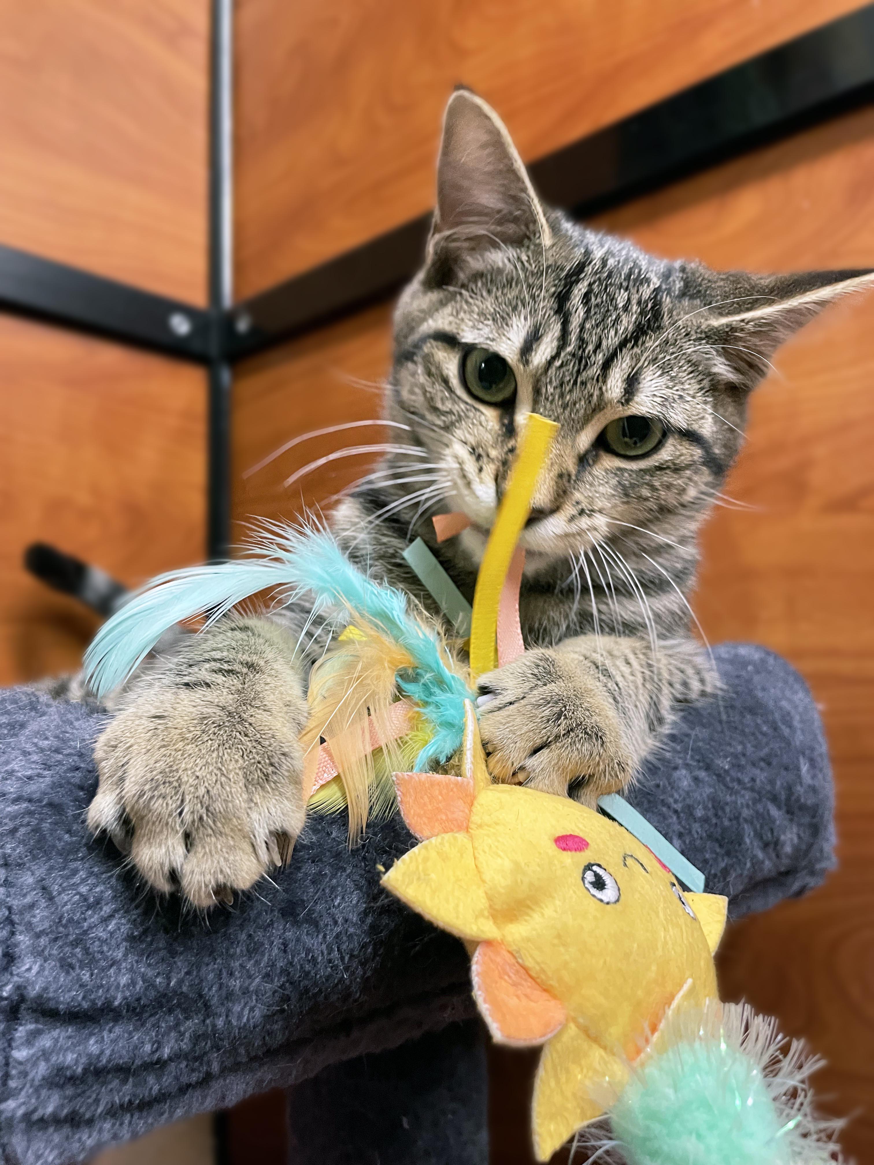 Pecan, a Adoptable Domestic Short Hair in Centerville, UT image 3/5