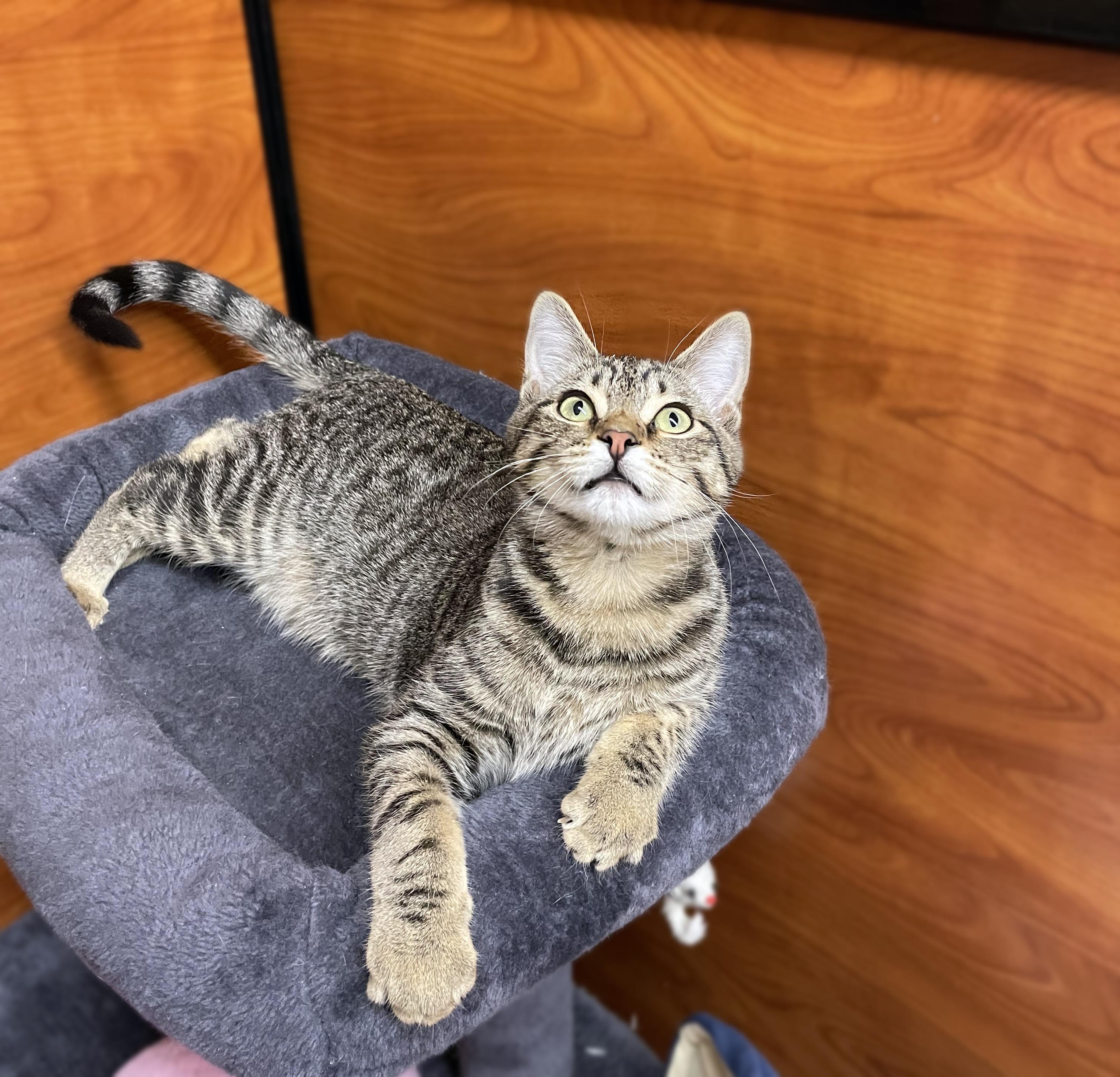 Pecan, a Adoptable Domestic Short Hair in Centerville, UT image 4/5