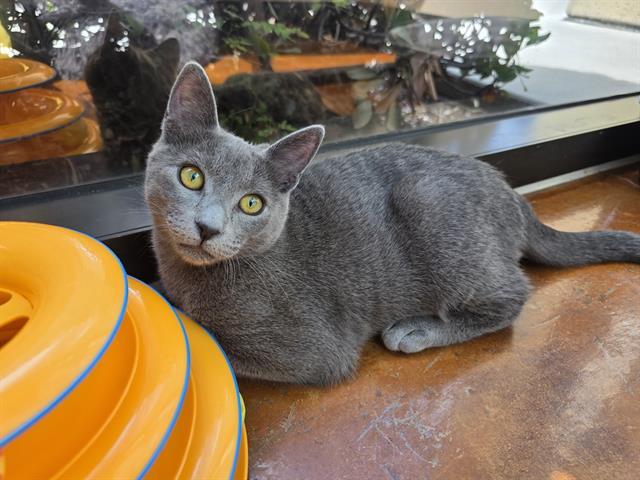 HARLEY, Adoptable, Young Male Domestic Short Hair.