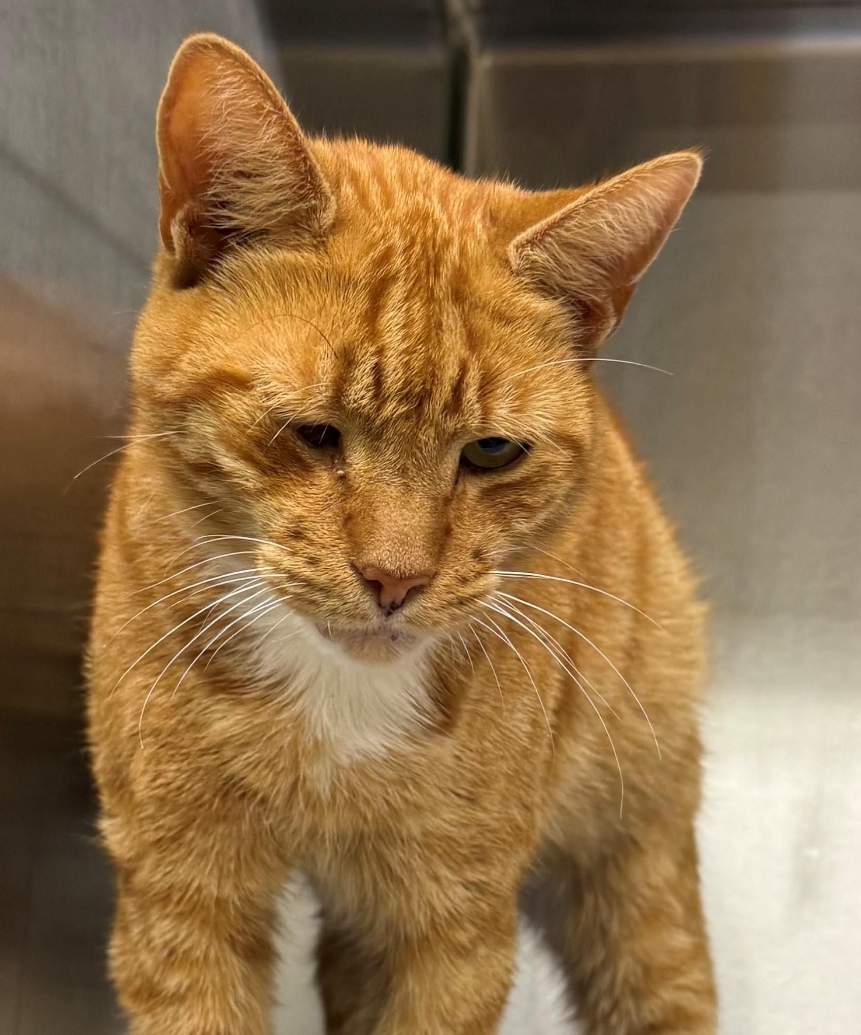 Ron, ADOPTABLE, Adult Male Domestic Short Hair.