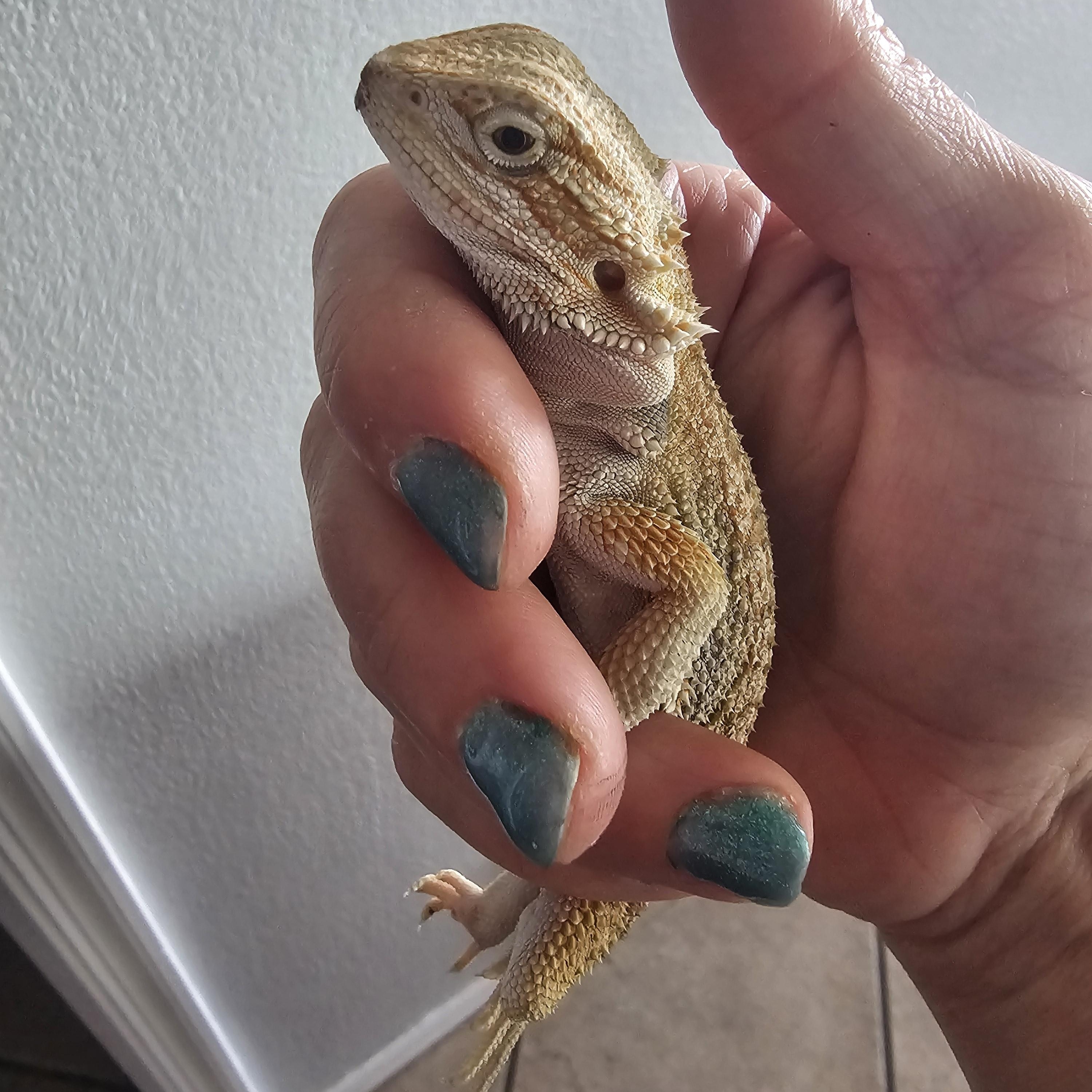 Enlarge Sully, an adopted Bearded Dragon in Tucson, AZ image 3/4