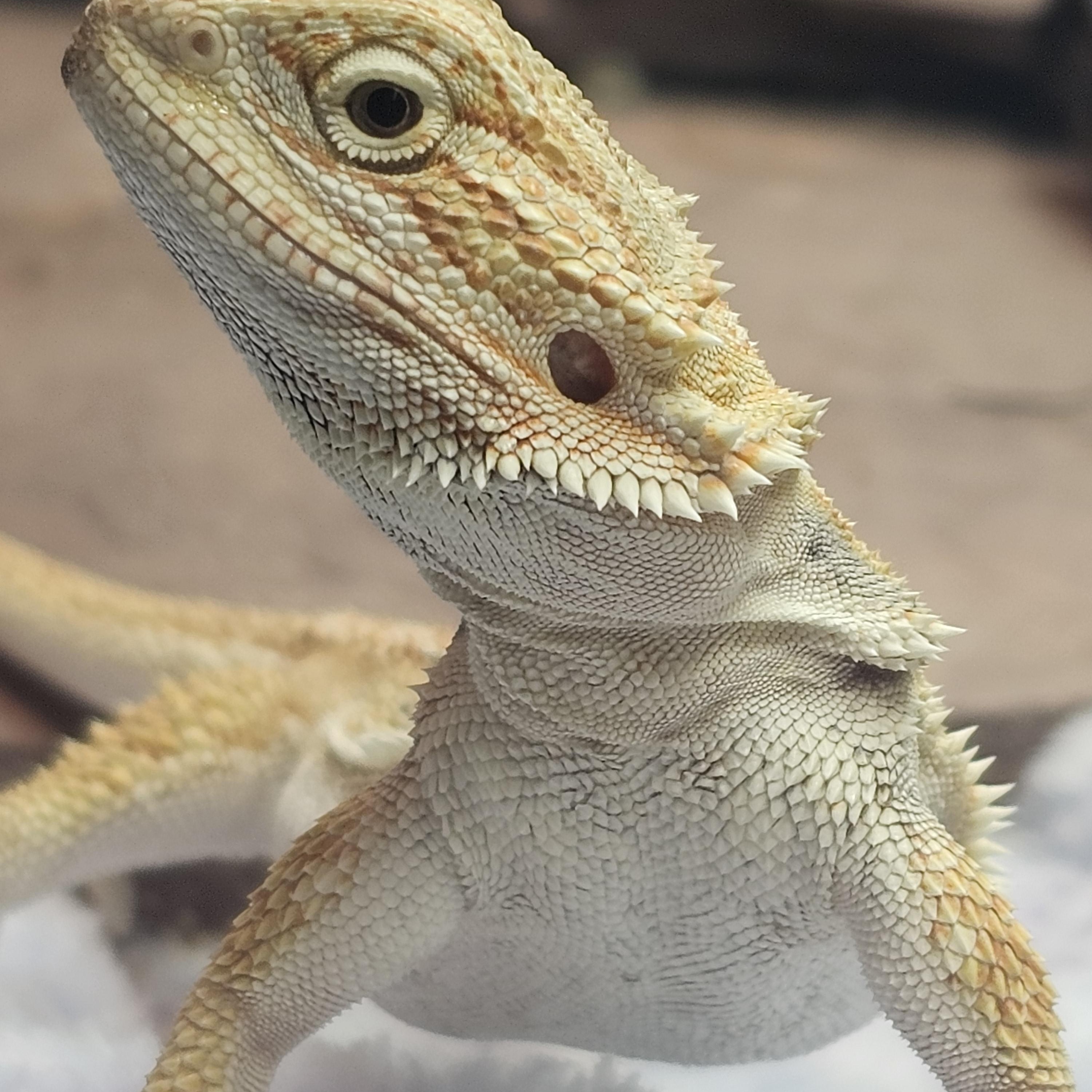 Sully, adopted, Baby Unknown Bearded Dragon.