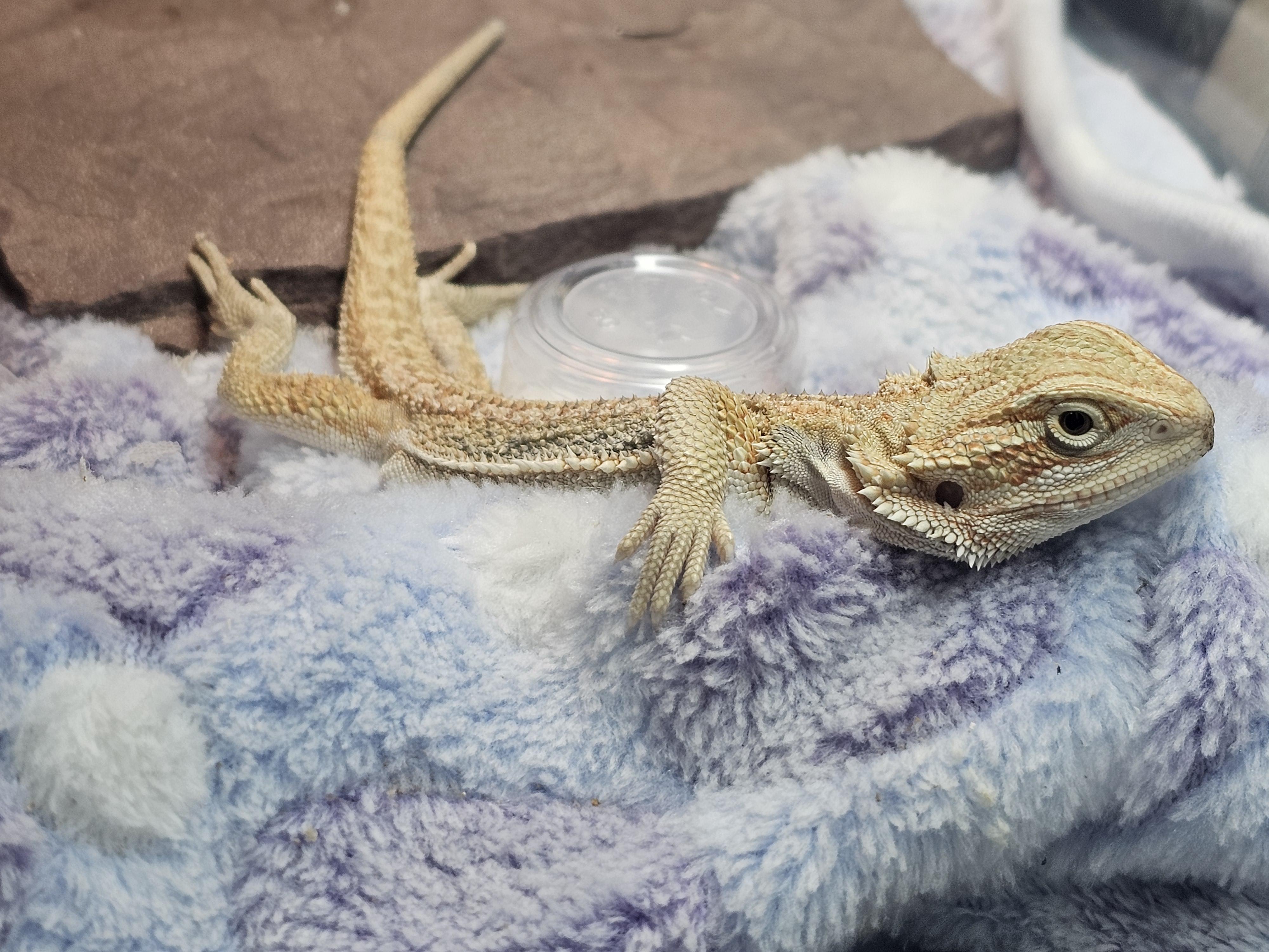 Enlarge Sully, an adopted Bearded Dragon in Tucson, AZ image 4/4