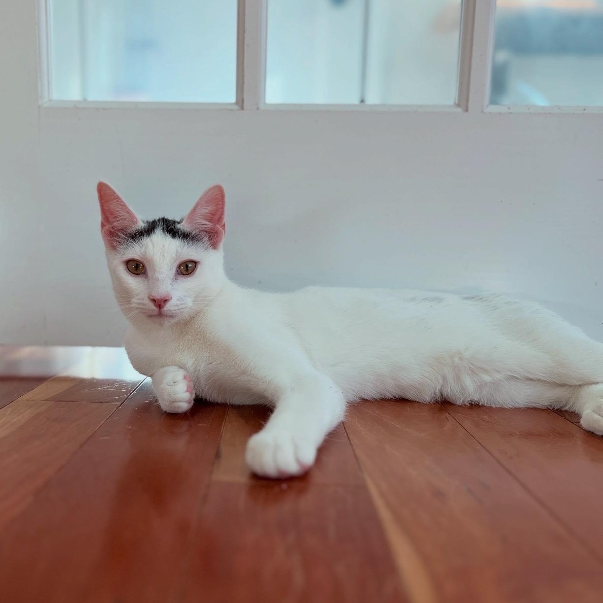 Enlarge Blanco, a Adoptable Domestic Short Hair in New Bern, NC image 2/5