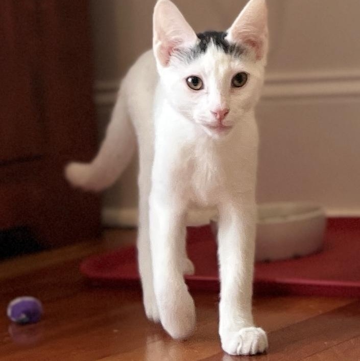 Blanco, Adoptable, Kitten Male Domestic Short Hair.