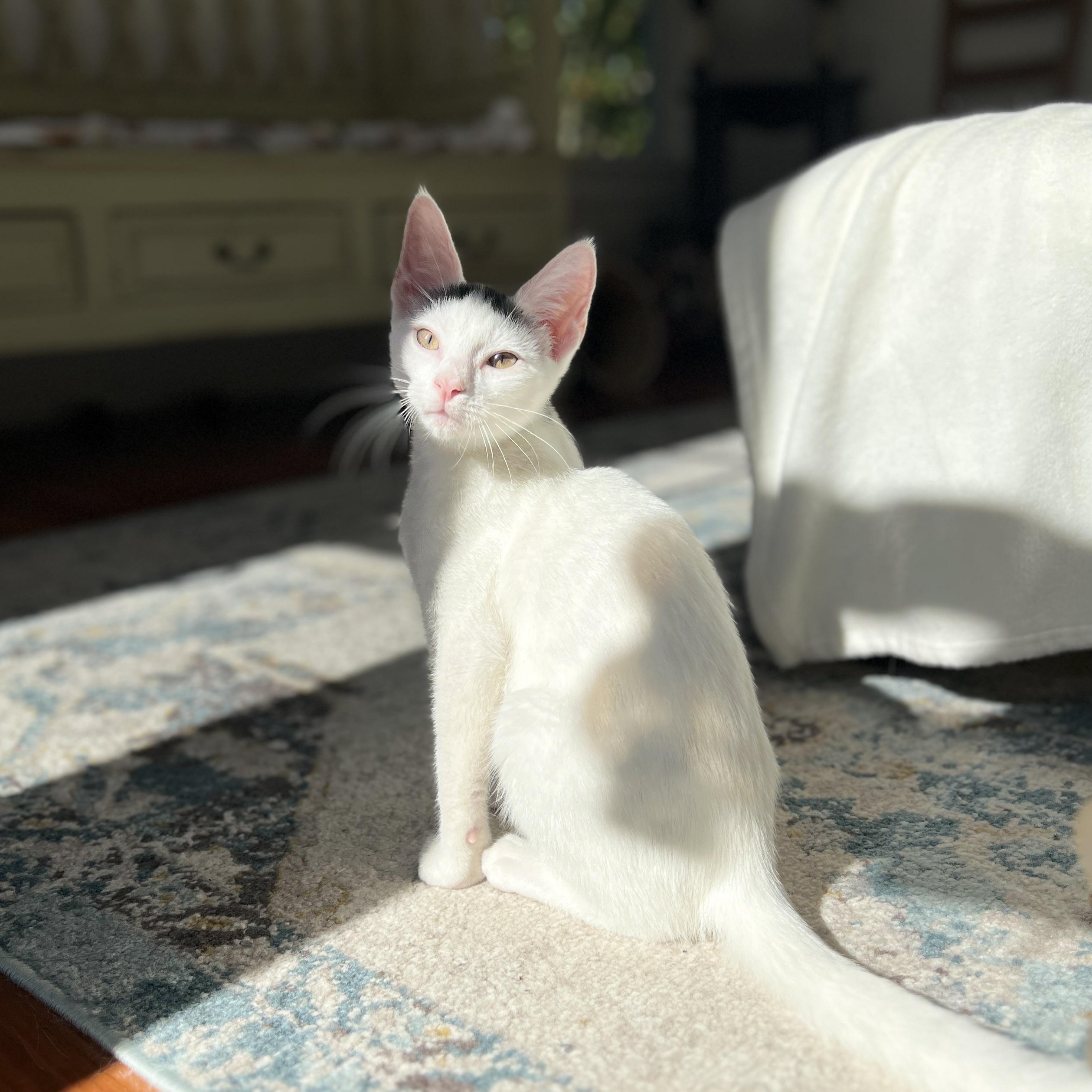 Enlarge Blanco, a Adoptable Domestic Short Hair in New Bern, NC image 4/6