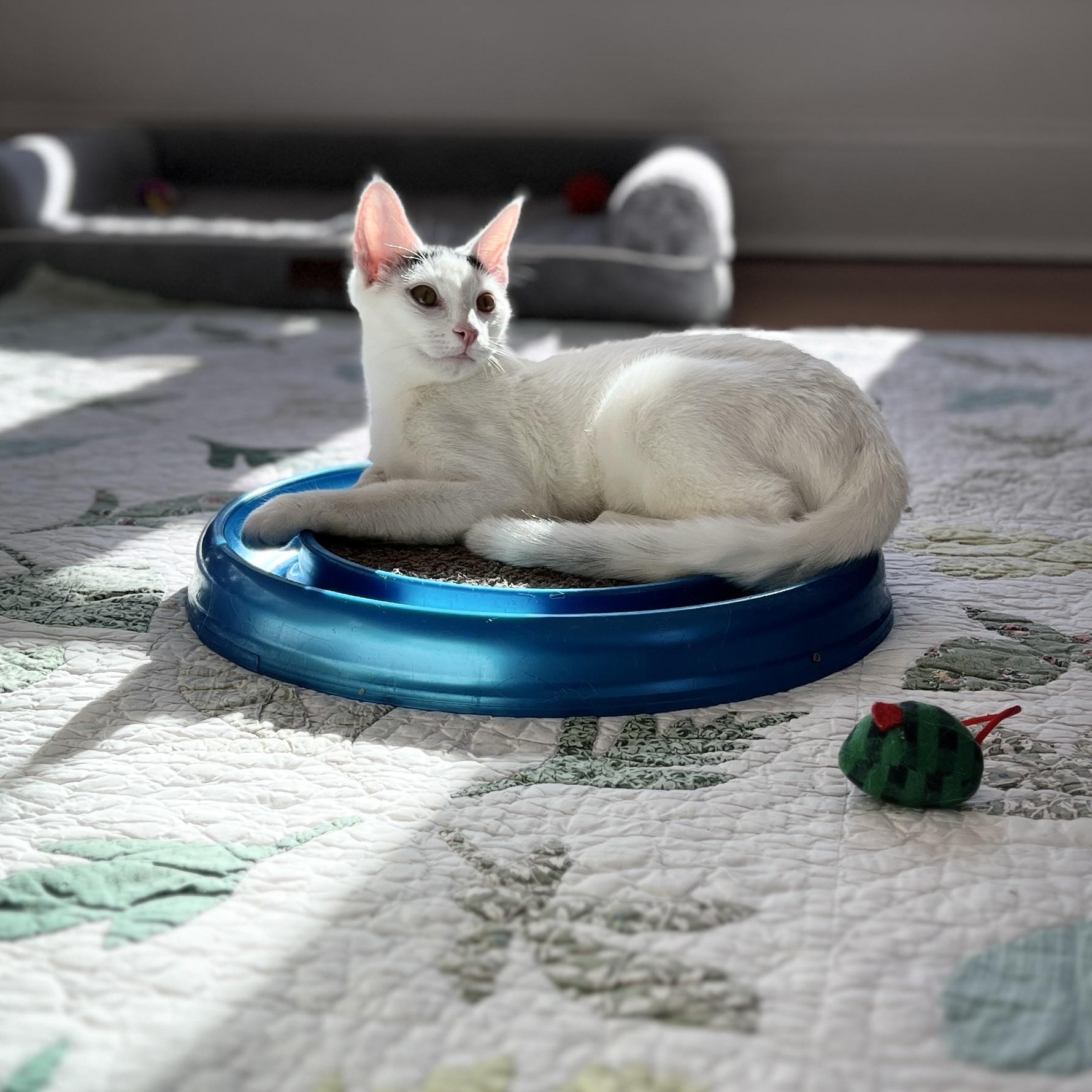 Blanco, Adoptable, Kitten Male Domestic Short Hair.