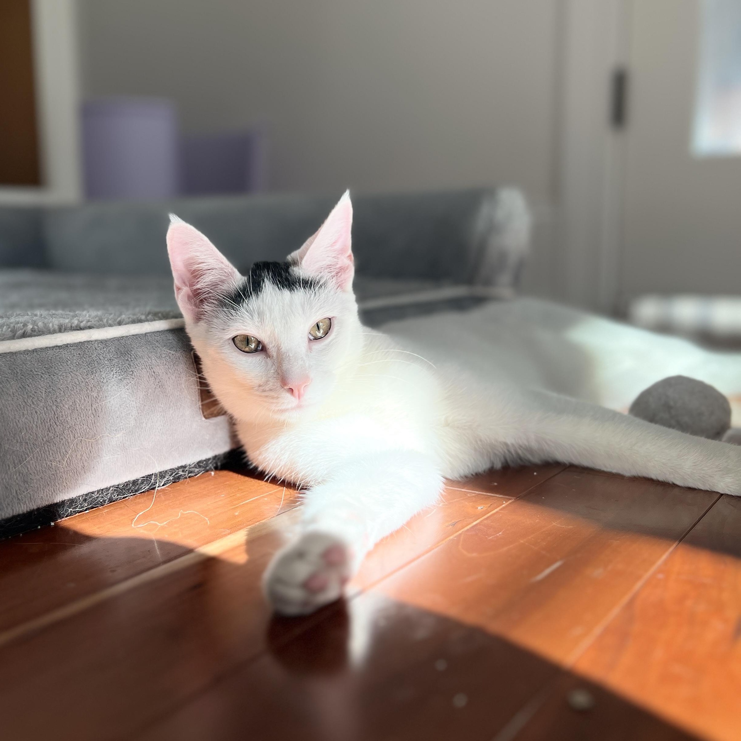 Blanco, Adoptable, Kitten Male Domestic Short Hair.