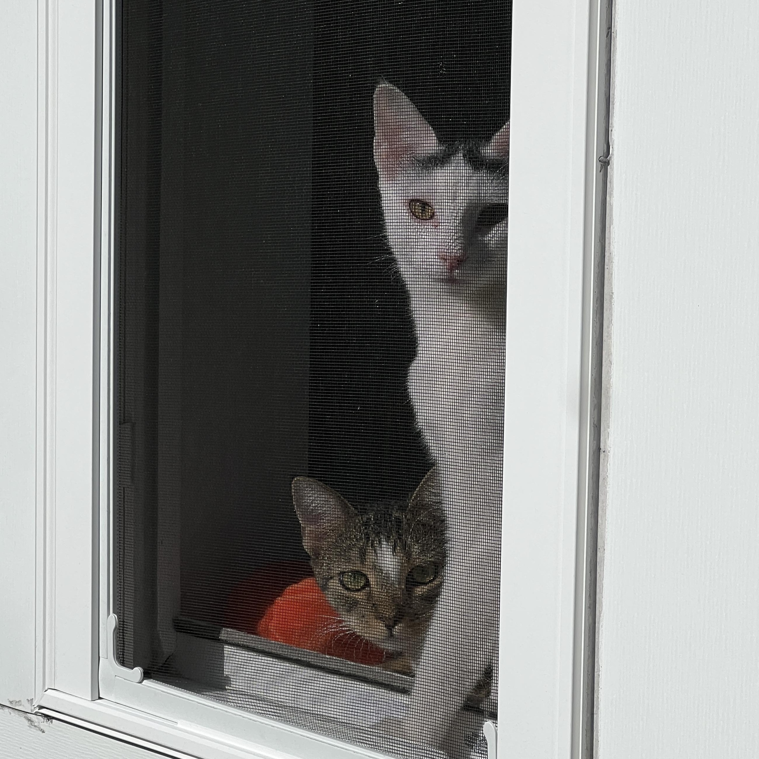 Enlarge Blanco, a Adoptable Domestic Short Hair in New Bern, NC image 4/5