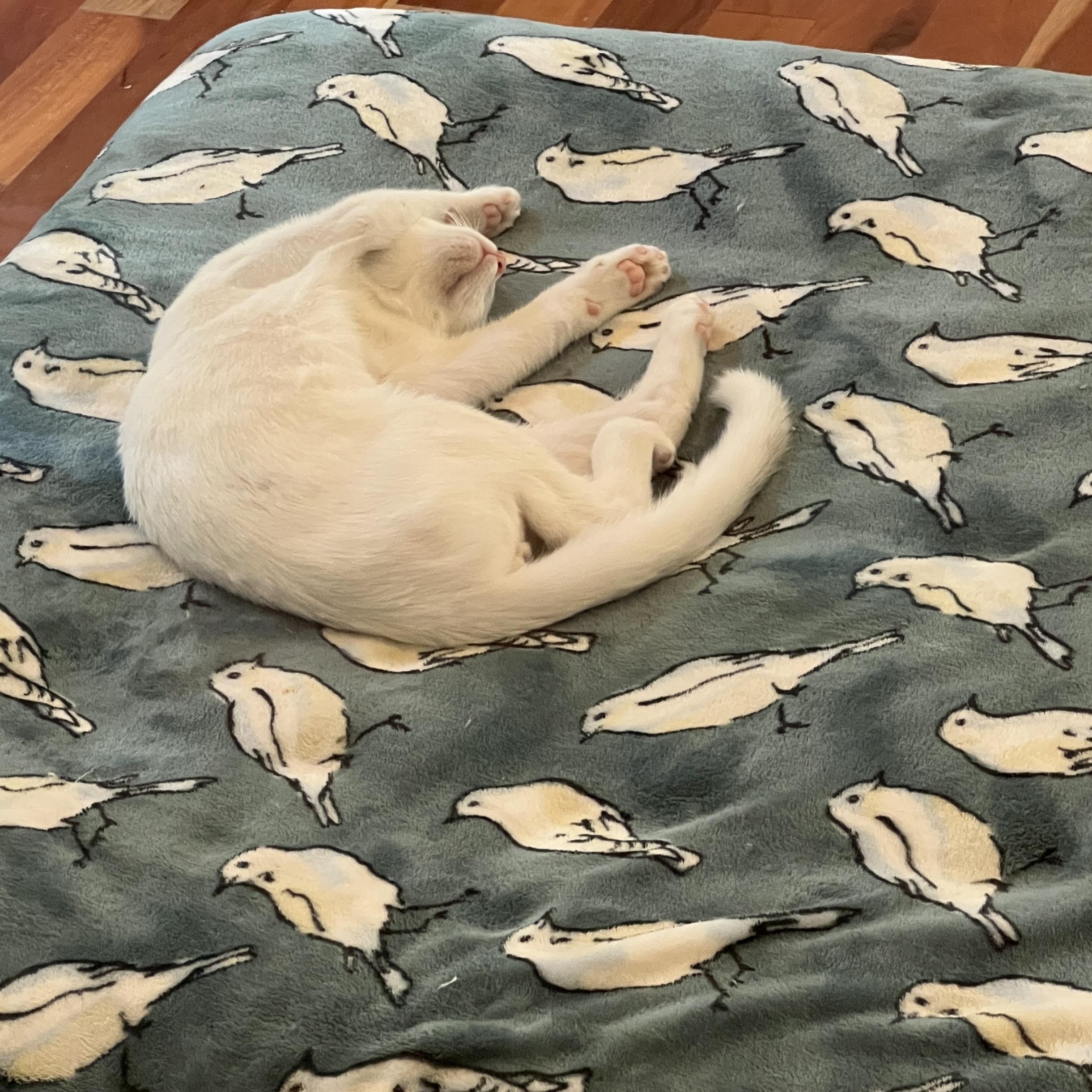 Enlarge Blanco, a Adoptable Domestic Short Hair in New Bern, NC image 5/6