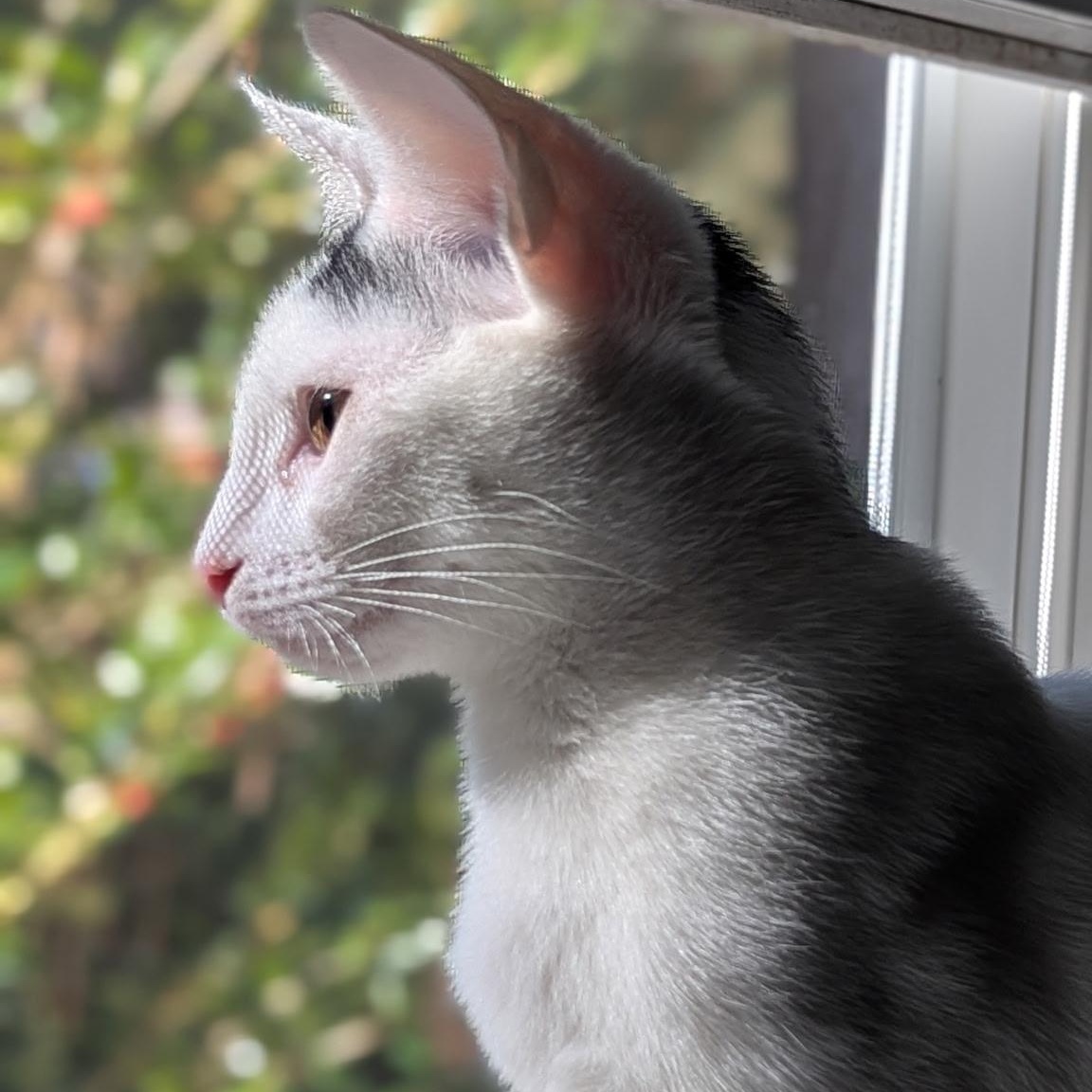 Enlarge Blanco, a Adoptable Domestic Short Hair in New Bern, NC image 3/6