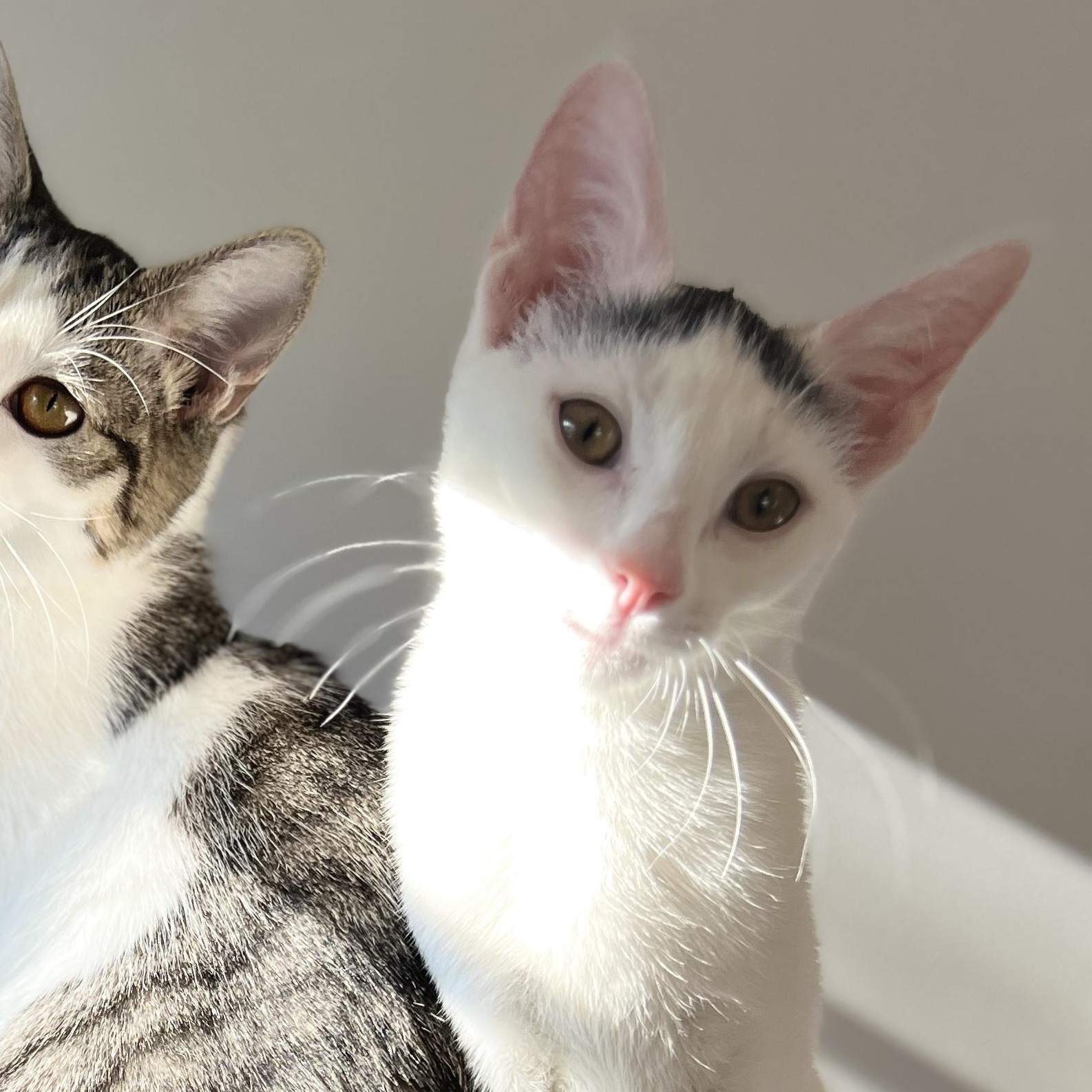 Enlarge Blanco, a Adoptable Domestic Short Hair in New Bern, NC image 6/6