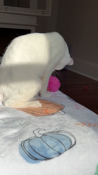 Enlarge Blanco, a Adoptable Domestic Short Hair in New Bern, NC video 5/5