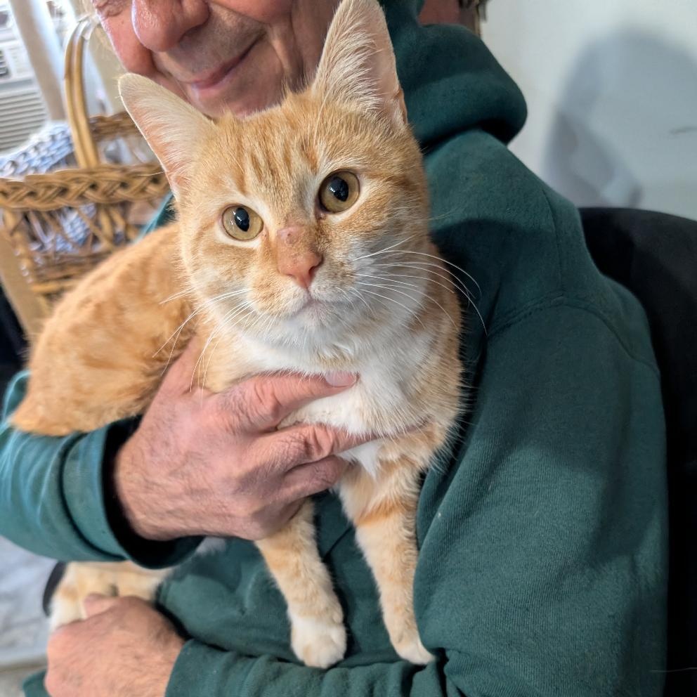 Enlarge Scarlett, a ADOPTABLE Domestic Short Hair in Reisterstown, MD image 4/4