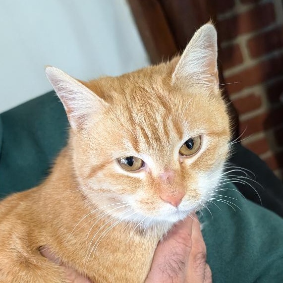 Enlarge Scarlett, a ADOPTABLE Domestic Short Hair in Reisterstown, MD image 2/4