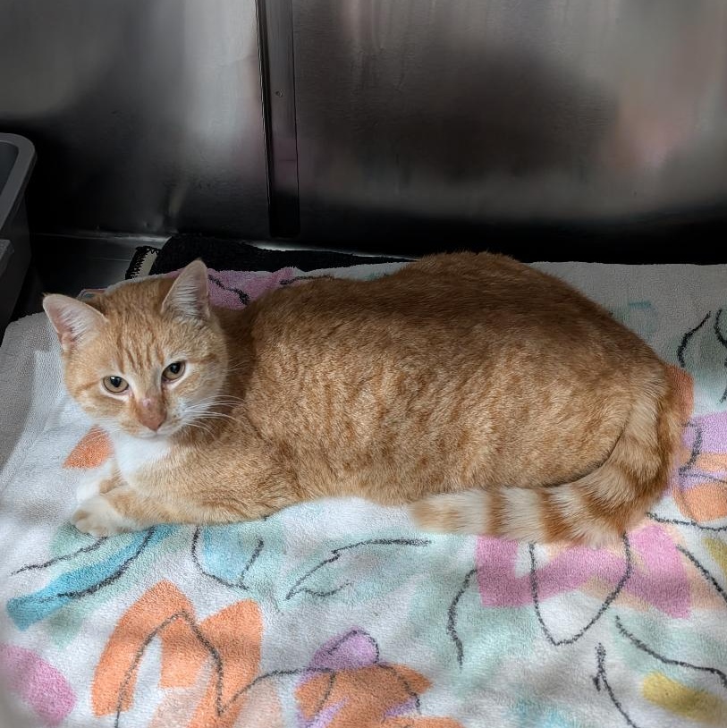 Enlarge Scarlett, a ADOPTABLE Domestic Short Hair in Reisterstown, MD image 3/4