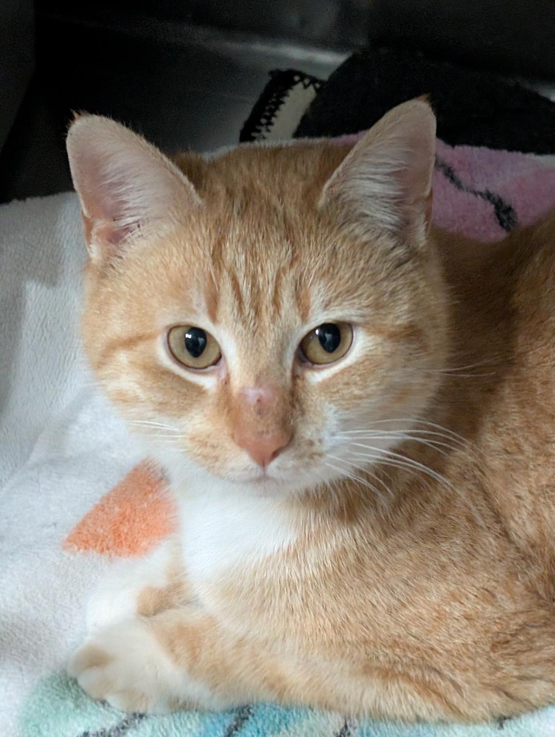 Enlarge Scarlett, a ADOPTABLE Domestic Short Hair in Reisterstown, MD image 1/4