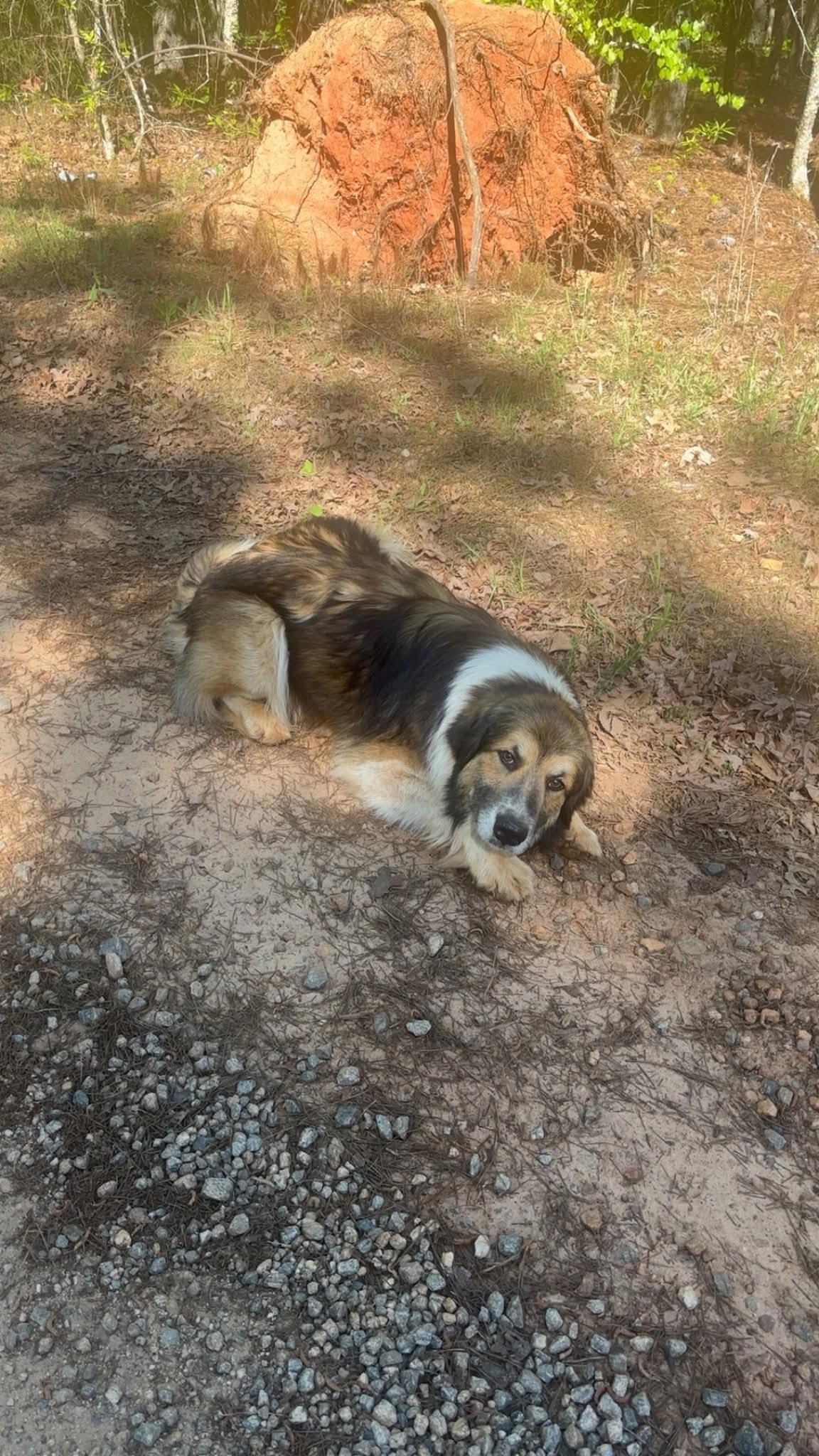 BROCK, an adopted mixed breed in Newborn, GA image 2/3