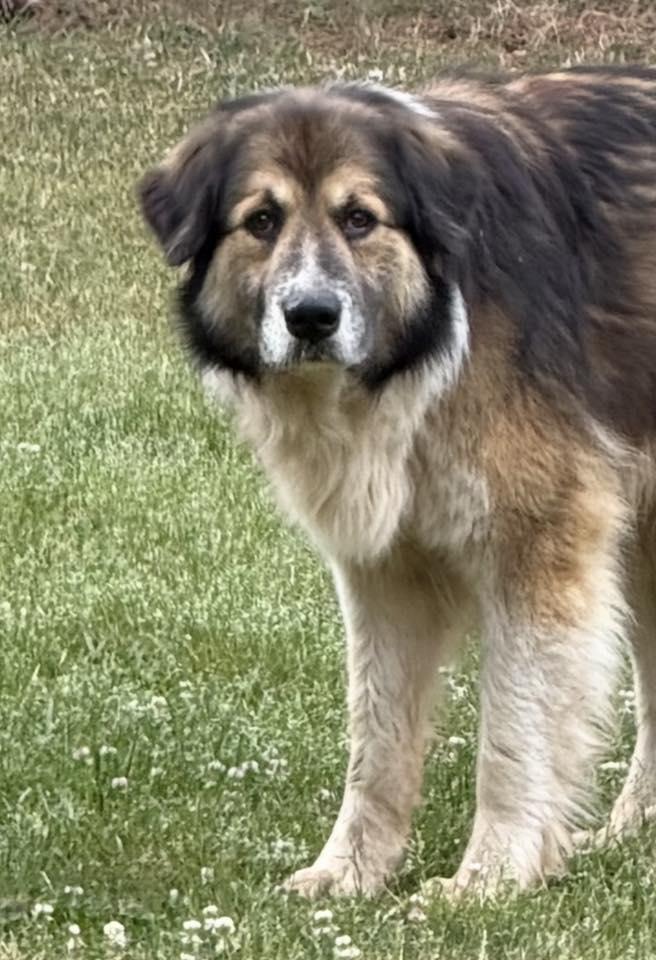 BROCK, adopted, Adult Male Great Pyrenees.