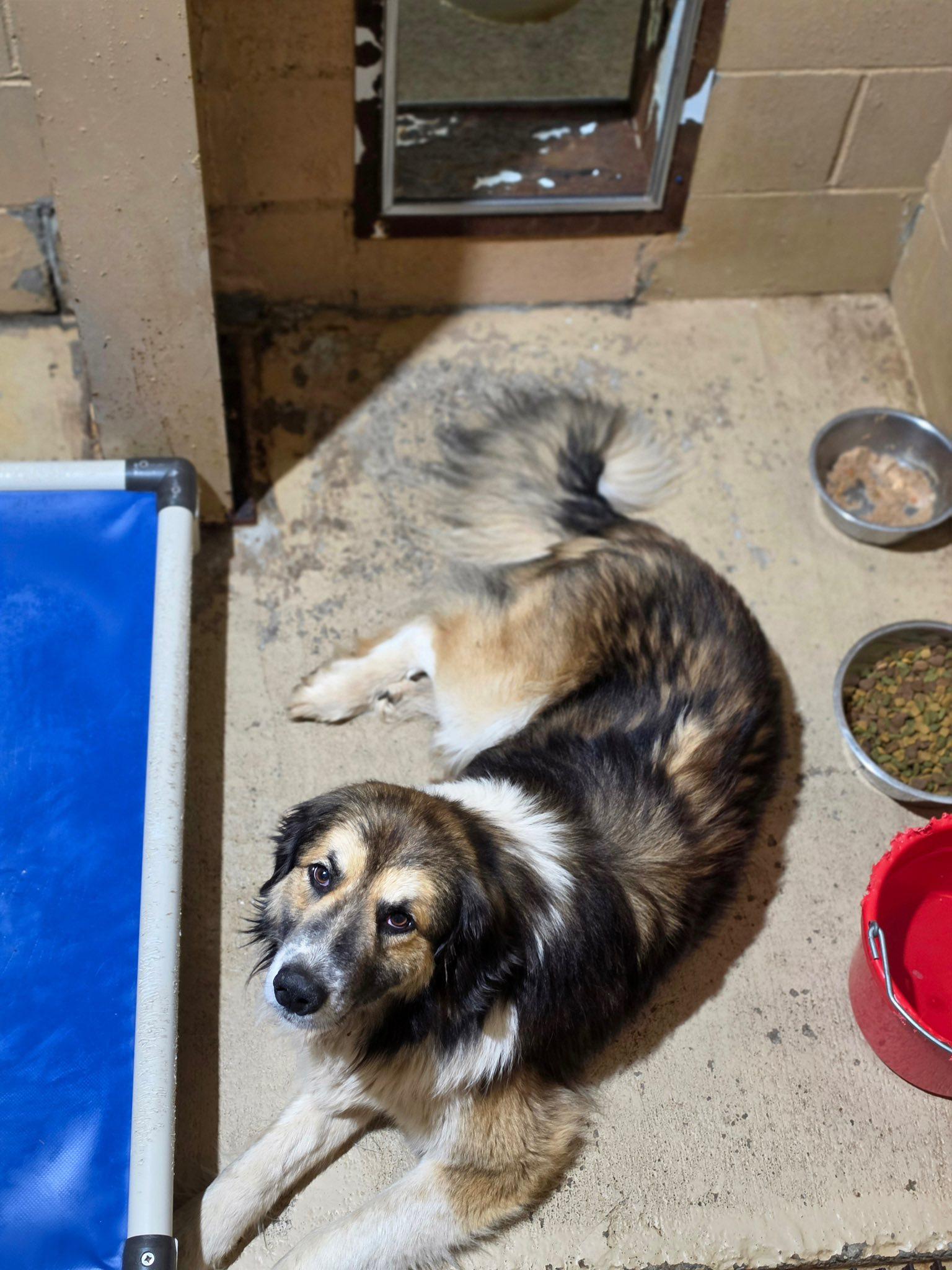 BROCK, an adopted mixed breed in Newborn, GA image 3/3