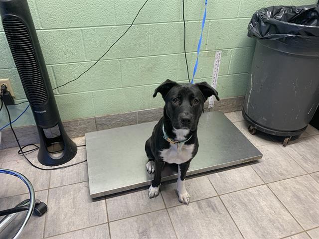 DASHER, Adoptable, Young Female Labrador Retriever & American Staffordshire Terrier.