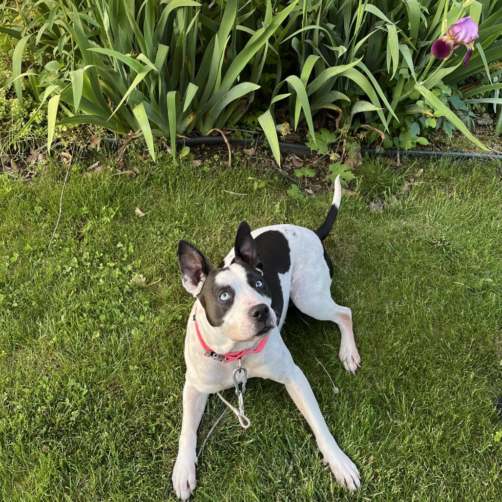 Enlarge Iris, a Adoptable Pit Bull Terrier in Bristol, IN image 1/1