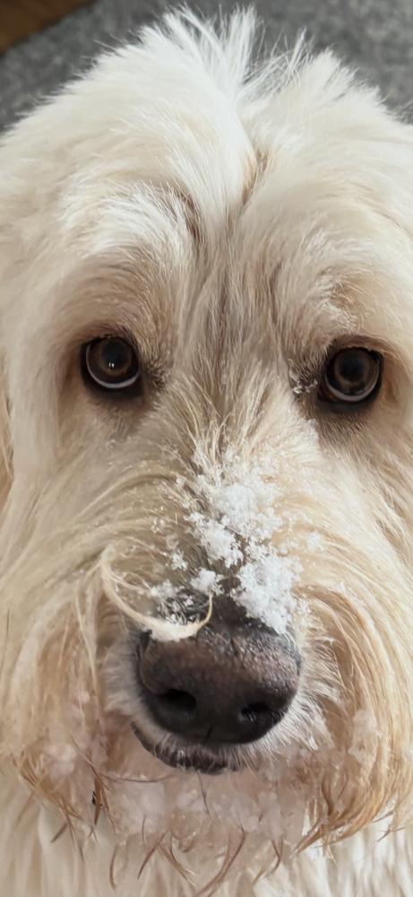 1034 Billy, Adoptable, Puppy Male Goldendoodle.
